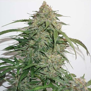 Семена конопли Glueberry OG Feminised Silver